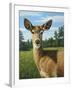 A Sunny Doe-James W. Johnson-Framed Giclee Print