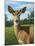 A Sunny Doe-James W. Johnson-Mounted Giclee Print