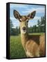 A Sunny Doe-James W. Johnson-Framed Stretched Canvas