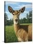 A Sunny Doe-James W. Johnson-Stretched Canvas