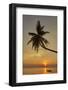 A sunset silhouette of a coconut palm at Paliton beach, Siquijor, Philippines, Southeast Asia, Asia-Nigel Hicks-Framed Photographic Print