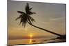 A sunset silhouette of a coconut palm at Paliton beach, Siquijor, Philippines, Southeast Asia, Asia-Nigel Hicks-Mounted Photographic Print