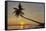 A sunset silhouette of a coconut palm at Paliton beach, Siquijor, Philippines, Southeast Asia, Asia-Nigel Hicks-Framed Stretched Canvas