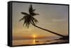 A sunset silhouette of a coconut palm at Paliton beach, Siquijor, Philippines, Southeast Asia, Asia-Nigel Hicks-Framed Stretched Canvas