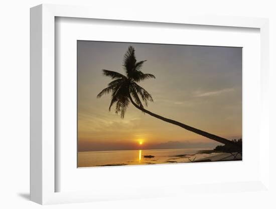 A sunset silhouette of a coconut palm at Paliton beach, Siquijor, Philippines, Southeast Asia, Asia-Nigel Hicks-Framed Photographic Print