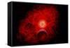 A Supernova Destroying Itself and its Planets-null-Framed Stretched Canvas