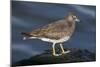 A Surfbird (Aphriza Virgata) on the Southern California Coast-Neil Losin-Mounted Premium Photographic Print