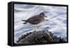 A Surfbird (Aphriza Virgata) on the Southern California Coast-Neil Losin-Framed Stretched Canvas