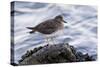 A Surfbird (Aphriza Virgata) on the Southern California Coast-Neil Losin-Stretched Canvas