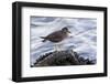 A Surfbird (Aphriza Virgata) on the Southern California Coast-Neil Losin-Framed Photographic Print