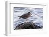 A Surfbird (Aphriza Virgata) on the Southern California Coast-Neil Losin-Framed Photographic Print