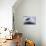 A Surfbird (Aphriza Virgata) on the Southern California Coast-Neil Losin-Photographic Print displayed on a wall