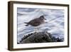 A Surfbird (Aphriza Virgata) on the Southern California Coast-Neil Losin-Framed Photographic Print