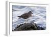 A Surfbird (Aphriza Virgata) on the Southern California Coast-Neil Losin-Framed Photographic Print