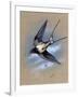 A Swallow (Hirundo Rustica) in Flight. Painting by Malcolm Greensmith-Malcolm Greensmith-Framed Art Print