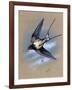 A Swallow (Hirundo Rustica) in Flight. Painting by Malcolm Greensmith-Malcolm Greensmith-Framed Art Print