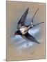 A Swallow (Hirundo Rustica) in Flight. Painting by Malcolm Greensmith-Malcolm Greensmith-Mounted Art Print