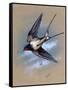 A Swallow (Hirundo Rustica) in Flight. Painting by Malcolm Greensmith-Malcolm Greensmith-Framed Stretched Canvas