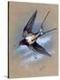 A Swallow (Hirundo Rustica) in Flight. Painting by Malcolm Greensmith-Malcolm Greensmith-Stretched Canvas