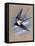 A Swallow (Hirundo Rustica) in Flight. Painting by Malcolm Greensmith-Malcolm Greensmith-Framed Stretched Canvas