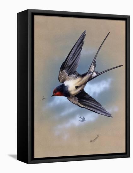 A Swallow (Hirundo Rustica) in Flight. Painting by Malcolm Greensmith-Malcolm Greensmith-Framed Stretched Canvas