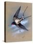 A Swallow (Hirundo Rustica) in Flight. Painting by Malcolm Greensmith-Malcolm Greensmith-Stretched Canvas