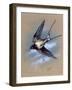 A Swallow (Hirundo Rustica) in Flight. Painting by Malcolm Greensmith-Malcolm Greensmith-Framed Art Print