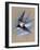 A Swallow (Hirundo Rustica) in Flight. Painting by Malcolm Greensmith-Malcolm Greensmith-Framed Art Print