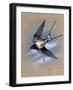 A Swallow (Hirundo Rustica) in Flight. Painting by Malcolm Greensmith-Malcolm Greensmith-Framed Art Print