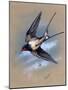 A Swallow (Hirundo Rustica) in Flight. Painting by Malcolm Greensmith-Malcolm Greensmith-Mounted Art Print