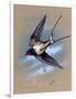 A Swallow (Hirundo Rustica) in Flight. Painting by Malcolm Greensmith-Malcolm Greensmith-Framed Art Print