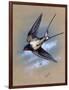 A Swallow (Hirundo Rustica) in Flight. Painting by Malcolm Greensmith-Malcolm Greensmith-Framed Art Print