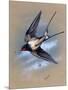 A Swallow (Hirundo Rustica) in Flight. Painting by Malcolm Greensmith-Malcolm Greensmith-Mounted Art Print