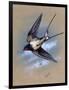 A Swallow (Hirundo Rustica) in Flight. Painting by Malcolm Greensmith-Malcolm Greensmith-Framed Art Print