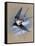 A Swallow (Hirundo Rustica) in Flight. Painting by Malcolm Greensmith-Malcolm Greensmith-Framed Stretched Canvas