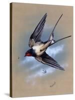 A Swallow (Hirundo Rustica) in Flight. Painting by Malcolm Greensmith-Malcolm Greensmith-Stretched Canvas