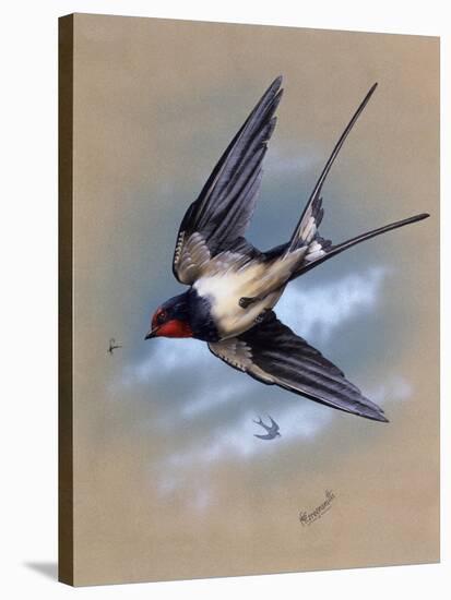 A Swallow (Hirundo Rustica) in Flight. Painting by Malcolm Greensmith-Malcolm Greensmith-Stretched Canvas