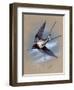 A Swallow (Hirundo Rustica) in Flight. Painting by Malcolm Greensmith-Malcolm Greensmith-Framed Art Print