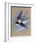 A Swallow (Hirundo Rustica) in Flight. Painting by Malcolm Greensmith-Malcolm Greensmith-Framed Art Print