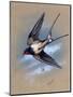 A Swallow (Hirundo Rustica) in Flight. Painting by Malcolm Greensmith-Malcolm Greensmith-Mounted Art Print