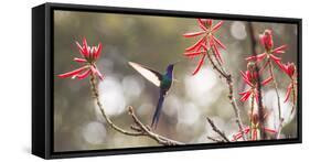 A Swallow-Tailed Hummingbird, Eupetomena Macroura, Feeding from Coral Tree Flowers-Alex Saberi-Framed Stretched Canvas