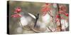 A Swallow-Tailed Hummingbird, Eupetomena Macroura, Feeding from Coral Tree Flowers-Alex Saberi-Stretched Canvas
