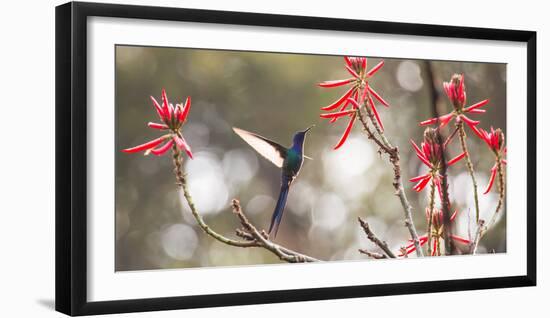 A Swallow-Tailed Hummingbird, Eupetomena Macroura, Feeding from Coral Tree Flowers-Alex Saberi-Framed Premium Photographic Print