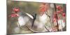 A Swallow-Tailed Hummingbird, Eupetomena Macroura, Feeding from Coral Tree Flowers-Alex Saberi-Mounted Premium Photographic Print