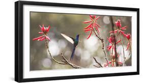 A Swallow-Tailed Hummingbird, Eupetomena Macroura, Feeding from Coral Tree Flowers-Alex Saberi-Framed Photographic Print