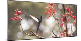 A Swallow-Tailed Hummingbird, Eupetomena Macroura, Feeding from Coral Tree Flowers-Alex Saberi-Mounted Photographic Print