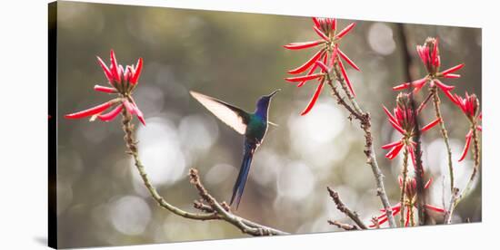 A Swallow-Tailed Hummingbird, Eupetomena Macroura, Feeding from Coral Tree Flowers-Alex Saberi-Stretched Canvas