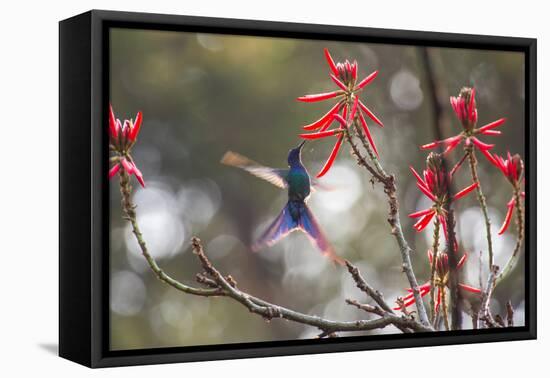 A Swallow-Tailed Hummingbird, Eupetomena Macroura, Feeding from Coral Tree Flowers-Alex Saberi-Framed Stretched Canvas