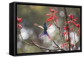 A Swallow-Tailed Hummingbird, Eupetomena Macroura, Feeding from Coral Tree Flowers-Alex Saberi-Framed Stretched Canvas