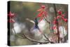 A Swallow-Tailed Hummingbird, Eupetomena Macroura, Feeding from Coral Tree Flowers-Alex Saberi-Stretched Canvas